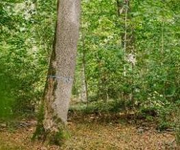 Im FriedWald Burg Plesse sind freie Baumgrabstätten mit einem Band gekennzeichnet.