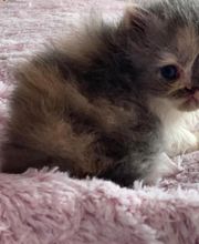 Elevage Kimy's Valey image 4