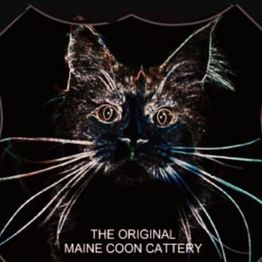 Allevamento Maine Coon Le Fate della Casa