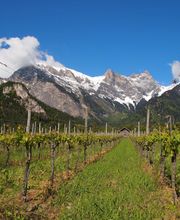 Weingut Jürg & Daniela Bild 12