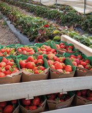 Ferme Fruitière de la Hautière image 10
