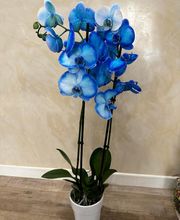 LES FLEURS D'EMILIE image 10