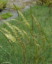 Staudengärtnerei David Müller Bild 48