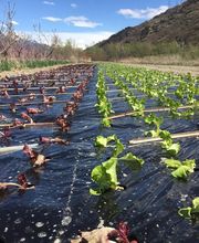 Duay Bernard Bild 11