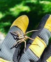 EnviroPest image 14