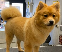 Au Look Canin image 10