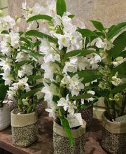 Art et Fleurs image 17