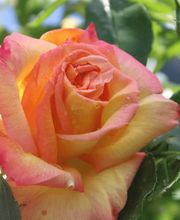 Vivai San Martino Bild 2