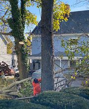 Greater Boston Tree Service image 5