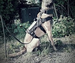 DVP Sicherheit e.K. Bild 7