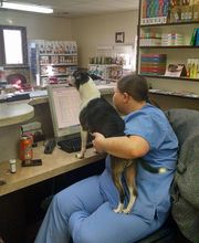 Chateau Dog & Cat Hospital image 3