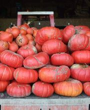 Du Potager Fleuri GAEC image 6