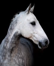 Beshepherd Tierfotografie - Sophie Lombeck Bild 10