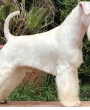 Au Toilettage de Saint Satur image 2