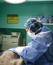 Pure Paws Veterinary Care of Clinton Hill image 6