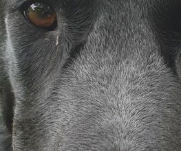 Dog Educ 45 image 7