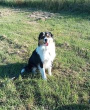 Binôme A 3 Education Canine image 19