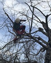 Elagage Pays Basque image 9