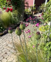 Blühende Gärten.jpeg