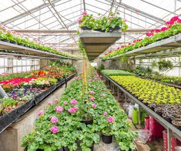 Fleurs Stempfler image 13