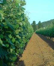 Domaine Desachy image 3