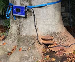 Pasinelli cura alberi Sagl Bild 5