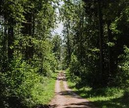 FriedWald Meßkirch Bild 1