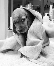 Mon Chien C'est Quelqu'un image 6