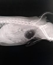 clinica-veterinaria-lc-radiografia-canina-05.jpg