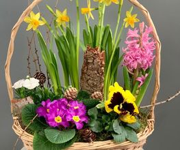 Floralia image 19