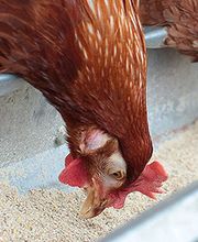 Chardonnereau Alphonse image 1