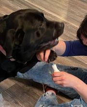 Mela Mobil Tierphysio Bild 4