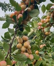 Distillerie Schneider Sàrl Bild 6