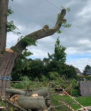 Baumpflege Görlich Bild 5