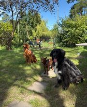 Dogcoach Hundezentrum Bild 7