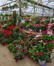 LE JARDIN EN FLEURS image 3