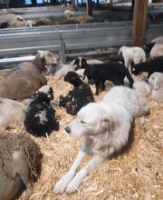 Biolandbau Guggenbüel Bild 4