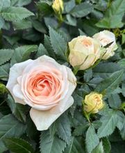 Garten & Floristik Prifling Bild 8