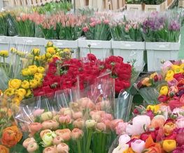 Decoflora GmbH Bild 9