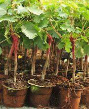 Pépinières Viticoles Amblevert image 4