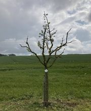 BAUMWART KRAMER Bild 2