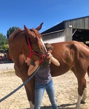 Luana EMINIC HUGO - L'ostéo animaux Bild 11