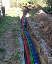 Cardinal Myriam image 5