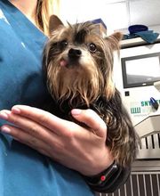 Pompton Lakes Animal Hospital image 6