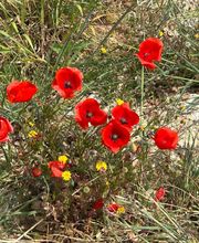 Provence by Flore image 11