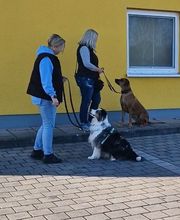 PAWtner Hundetraining Sabrina Rösch Bild 3