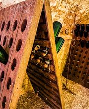 GRAPE EXPERIENCE image 12