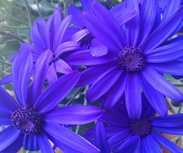 Blumen Frick Bild 2
