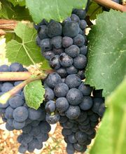 Paul Dangin Et Fils image 2