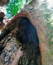 Die Baumkletterer Bild 2